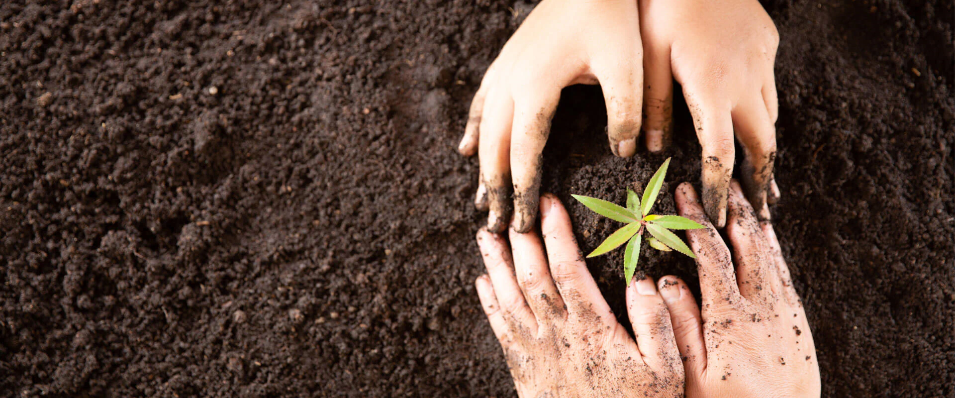 Bildbeschreibung / description: Vier Hände pflanzen einen Baum in die Erde ein, symbolisieren Wachstum und Naturverbundenheit.